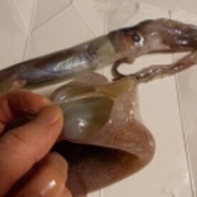 生イカを 自分で解体しちゃおう さばき方 レシピ 作り方 By ドキンちゃん0298 楽天レシピ 生イカを 自分で解体しちゃおう さばき方 レシピ 作り方 By ドキンちゃん0298 楽天レシピ